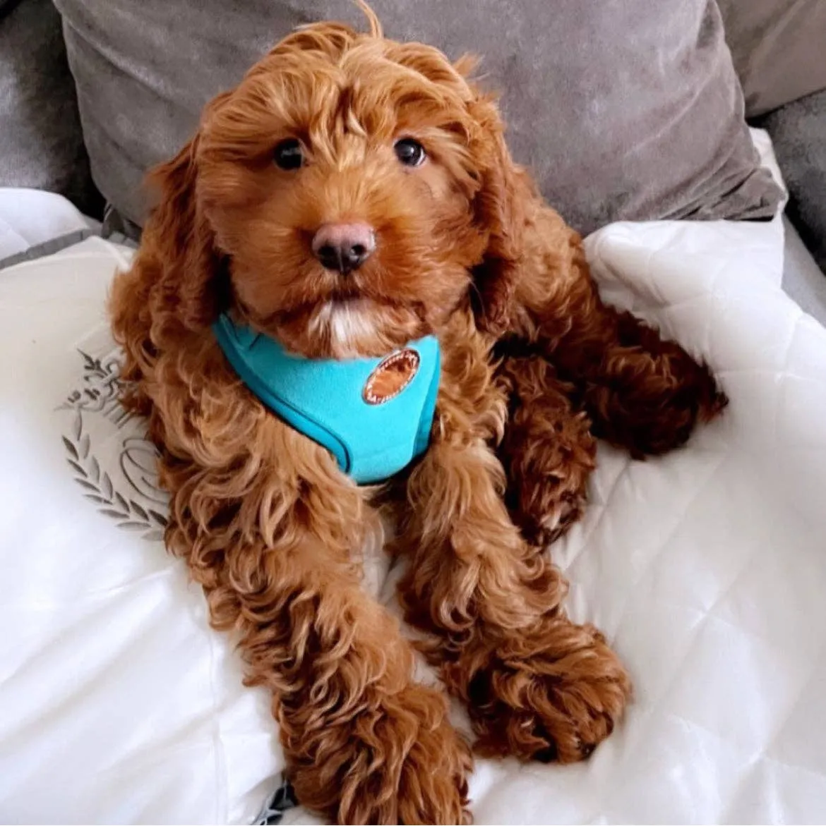 The Spotted Dog Company - Jade Velvet Harness: Small