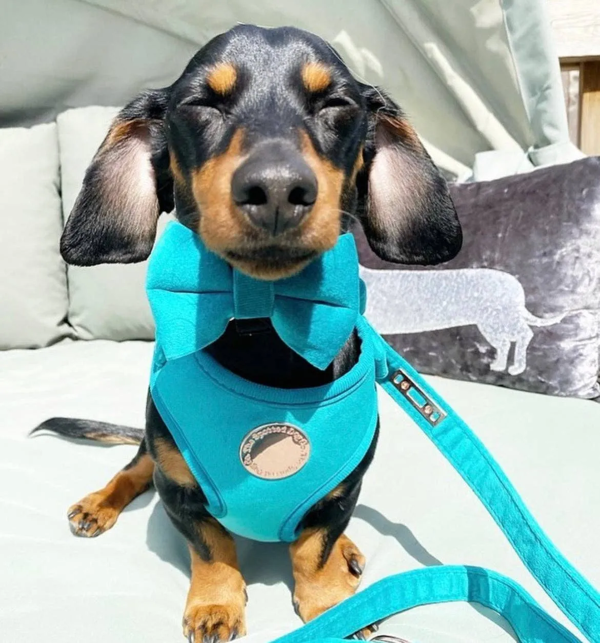 The Spotted Dog Company - Jade Velvet Harness: Small