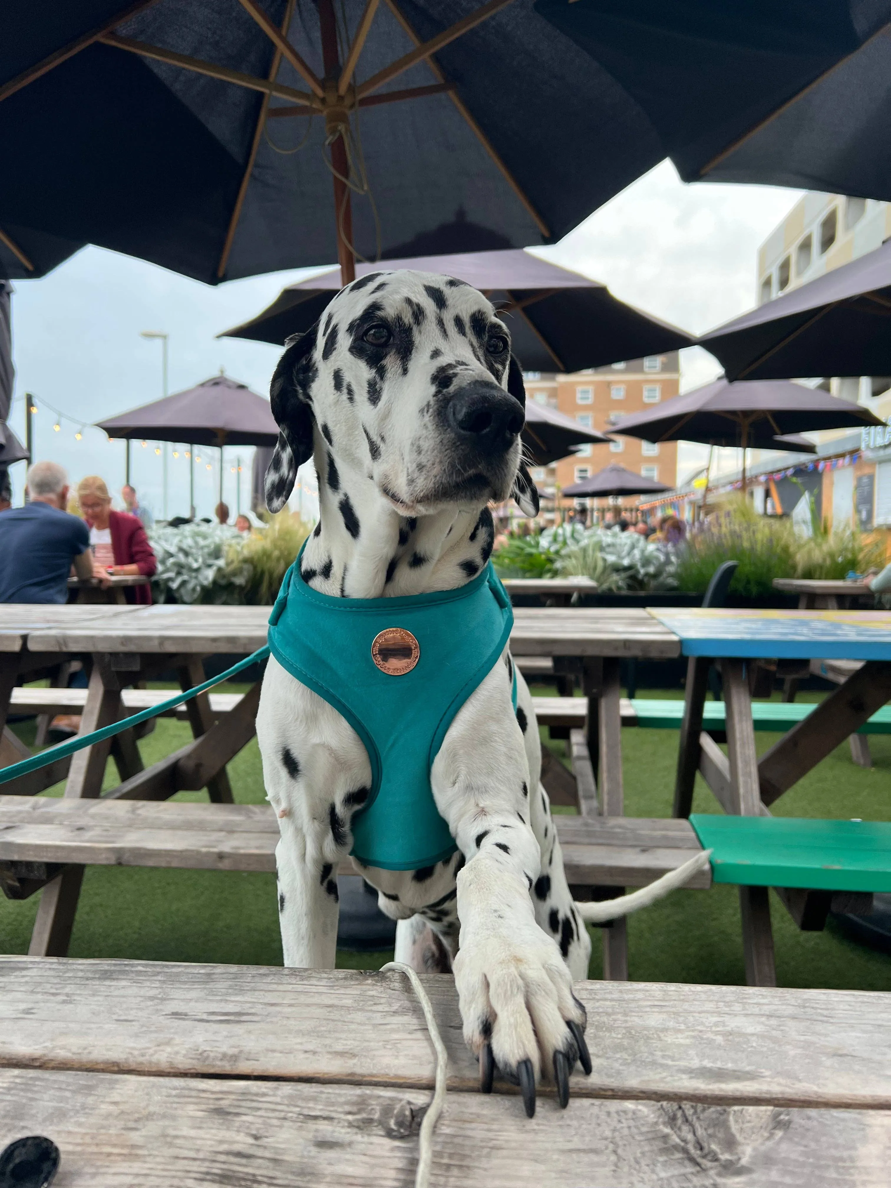 The Spotted Dog Company - Jade Velvet Harness: Small