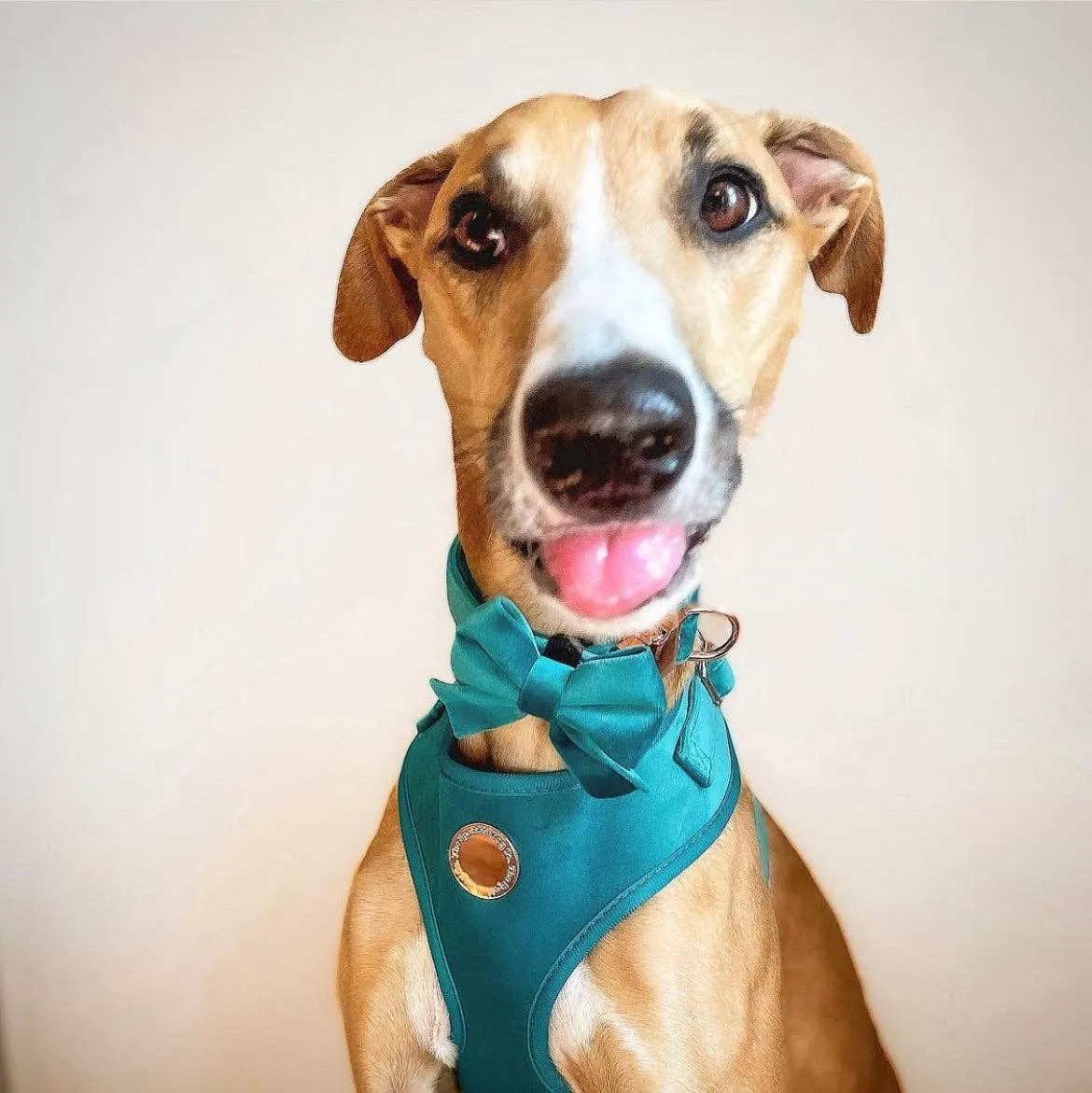 The Spotted Dog Company - Jade Velvet Harness: Small