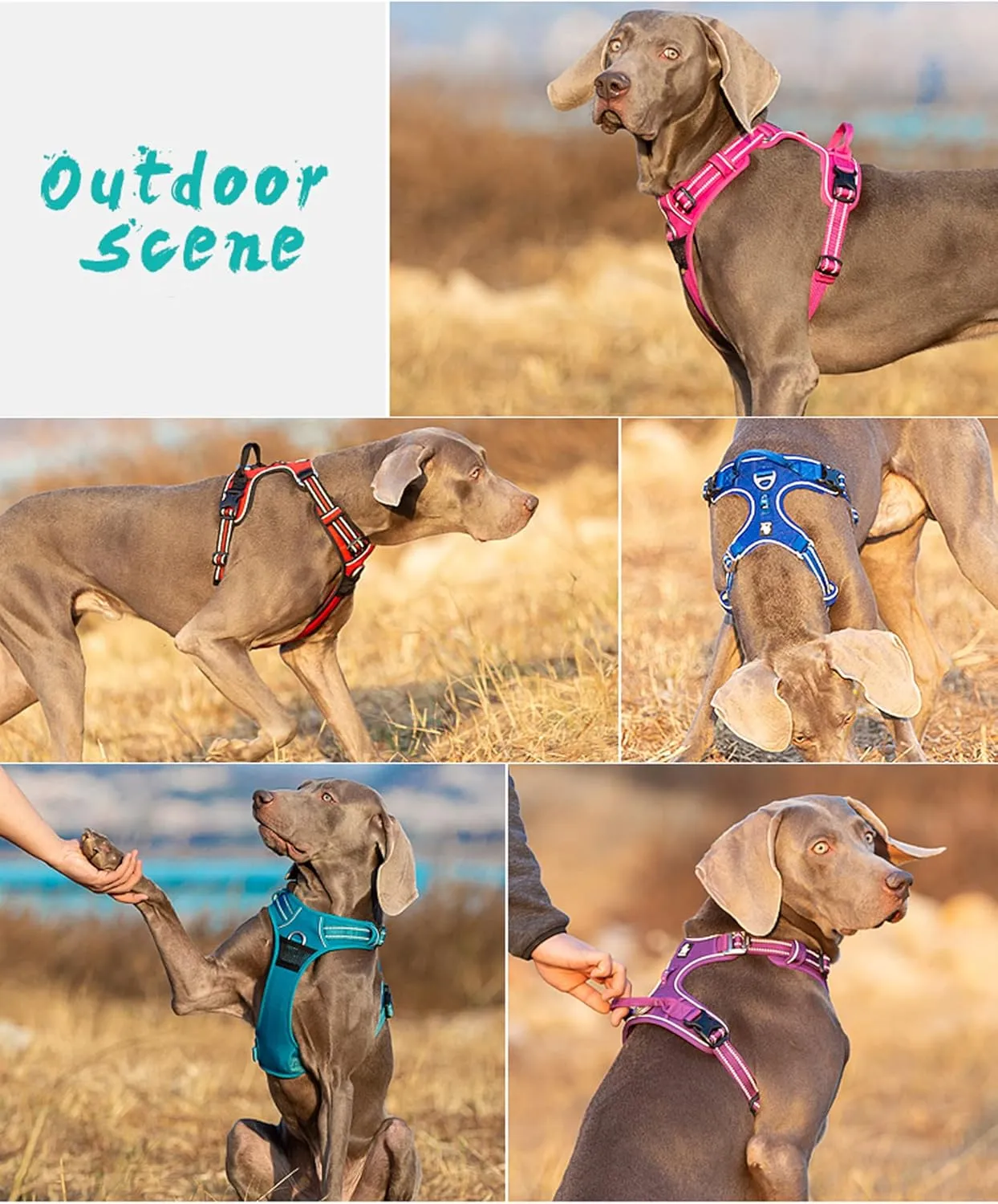 TRUE LOVE Dog Harness No Pull Nylon Reflective Pet Harness Adjustable Comfortable Control Step-in Brilliant Colors Truelove TLH56512 XS Grass Green
