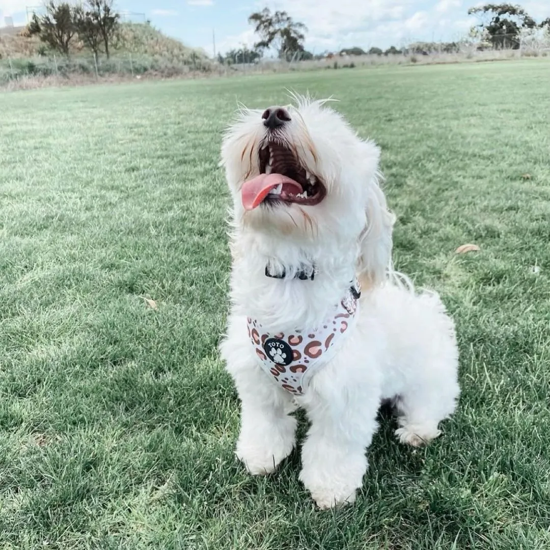 White Leopard Harness