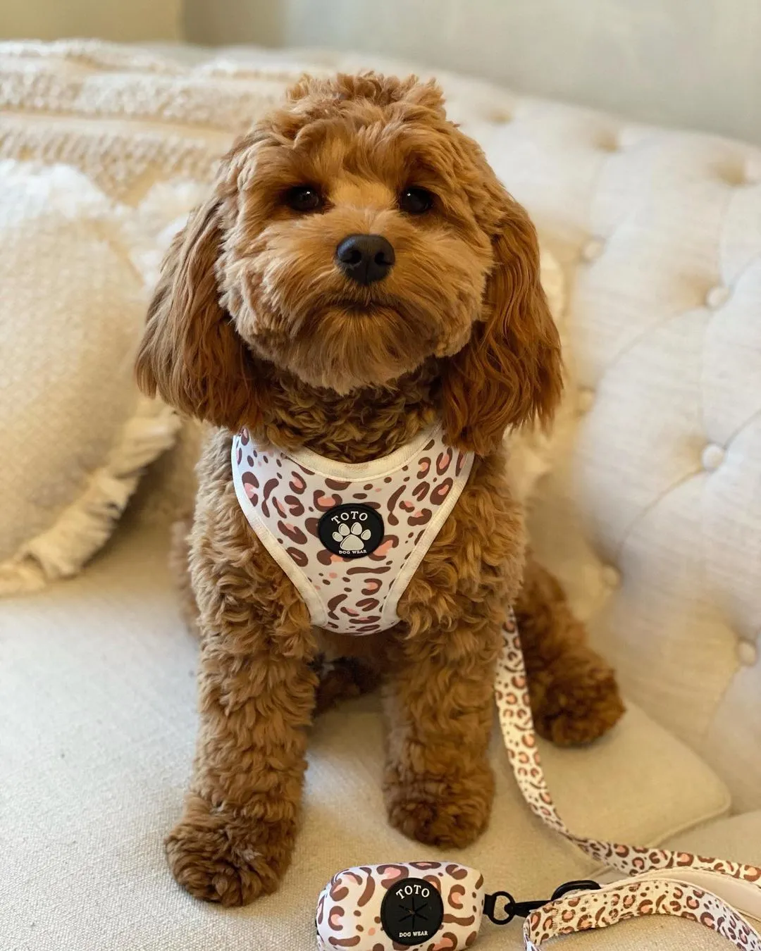 White Leopard Harness