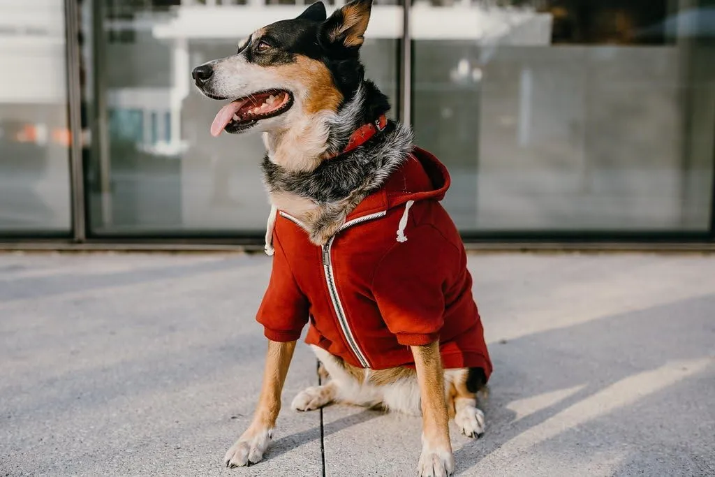 Zip Up Adventure Dog Hoodie with Hook & Loop Pockets and Adjustable Drawstring Hood - XXS to XXL - Multiple Colors - Comfortable & Versatile Dog Hoodies (Maroon, XXS)