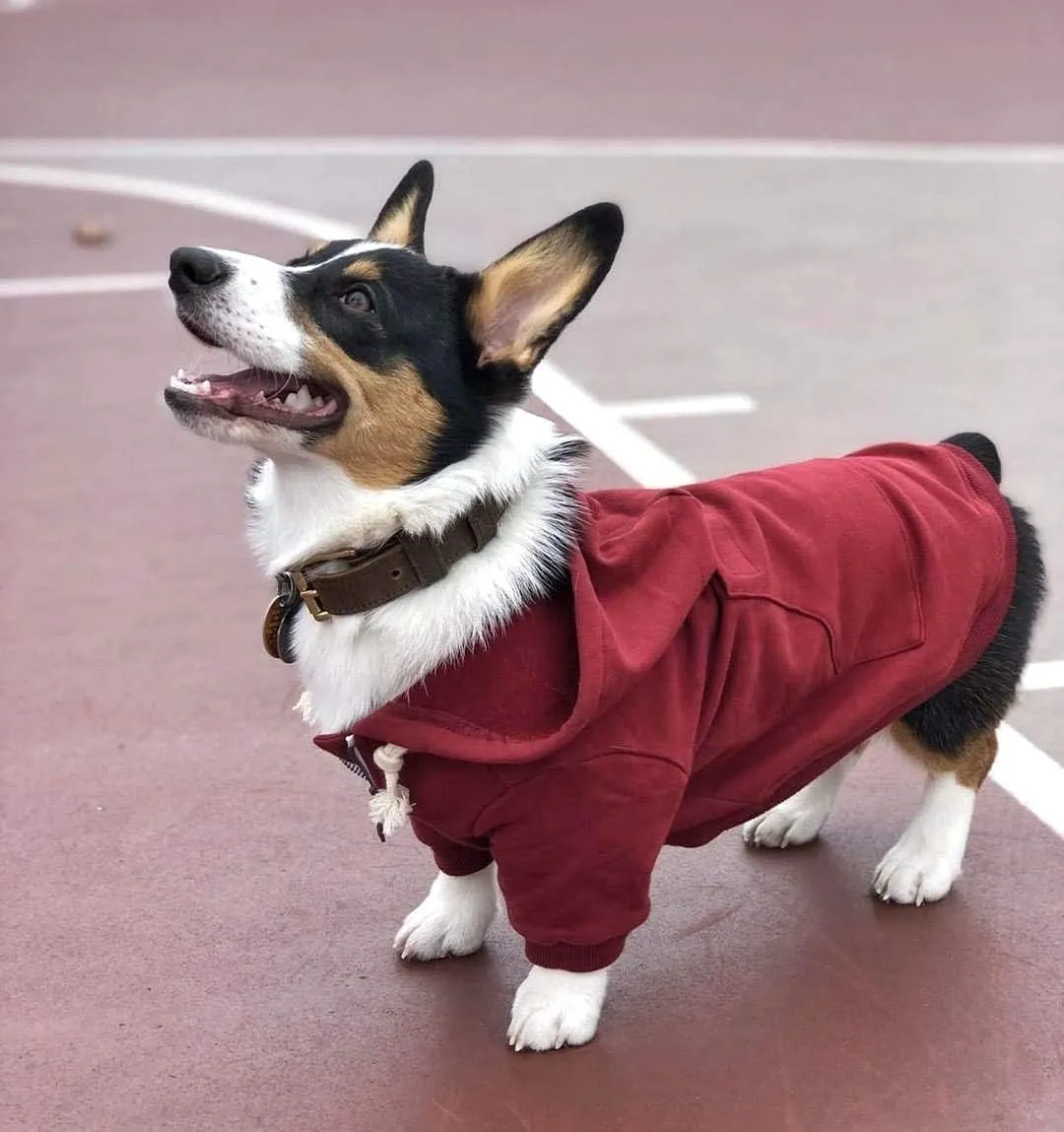 Zip Up Adventure Dog Hoodie with Hook & Loop Pockets and Adjustable Drawstring Hood - XXS to XXL - Multiple Colors - Comfortable & Versatile Dog Hoodies (Maroon, XXS)